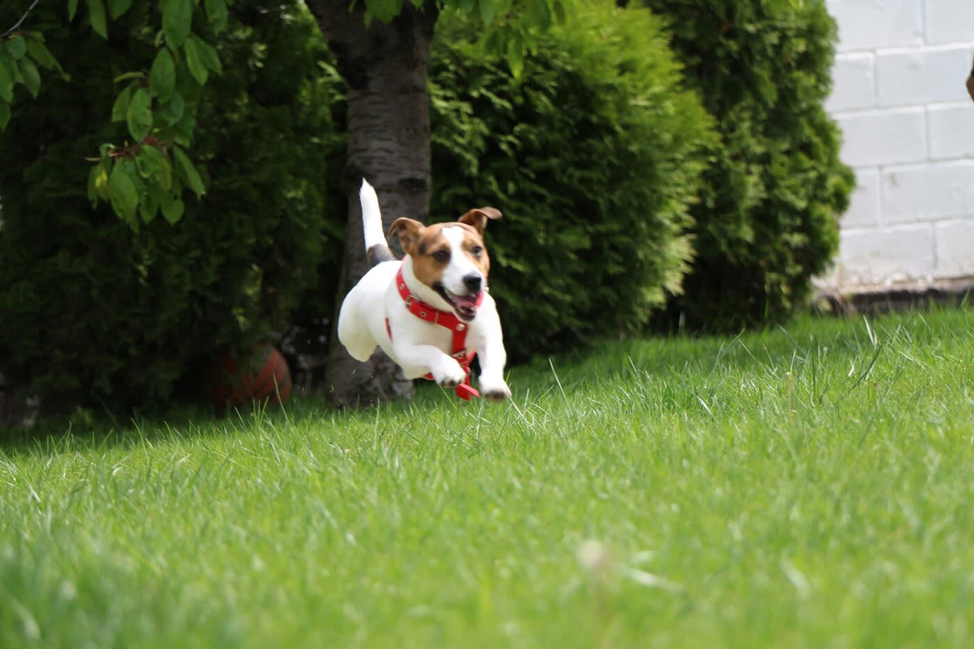 Dog Running